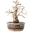 Carpinus coreana, 16,5 cm, ± 25 ans, avec un nebari de 5 cm
