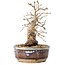 Carpinus coreana, 16,5 cm, ± 25 jaar oud, met een nebari van 5 cm