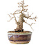 Carpinus coreana, 16,5 cm, ± 25 jaar oud, met een nebari van 5 cm