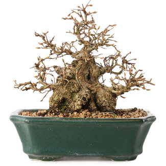 Carpinus coreana, 15 cm, ± 40 jaar oud