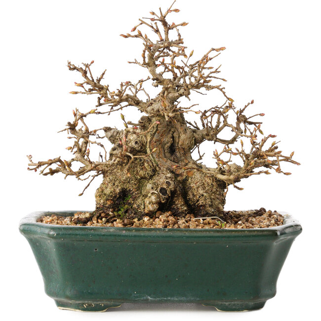 Carpinus coreana, 15 cm, ± 40 jaar oud, in een geweldige shohinvorm, met een verbazingwekkende bast en zonder wonden en littekens, met een nebari van 11 cm