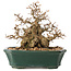 Carpinus coreana, 15 cm, ± 40 jaar oud, in een geweldige shohinvorm, met een verbazingwekkende bast en zonder wonden en littekens, met een nebari van 11 cm