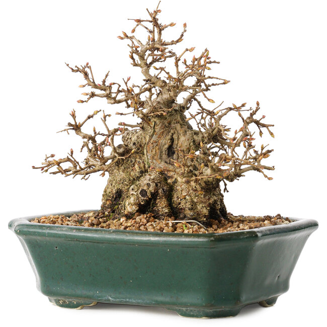 Carpinus coreana, 15 cm, ± 40 jaar oud, in een geweldige shohinvorm, met een verbazingwekkende bast en zonder wonden en littekens, met een nebari van 11 cm