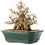 Carpinus coreana, 15 cm, ± 40 years old, in a great shohin shape, with amazing bark and without wounds and scars, with a nebari of 11 cm