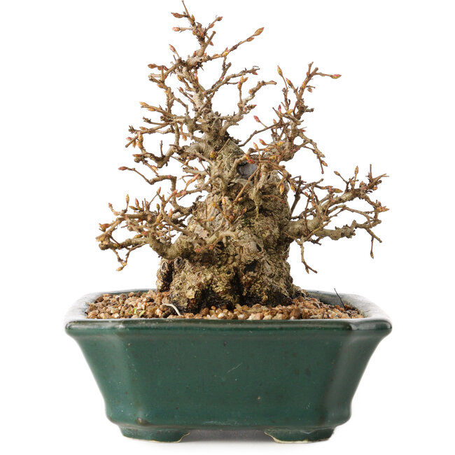 Carpinus coreana, 15 cm, ± 40 Jahre alt, in toller Shohin-Form, mit erstaunlicher Rinde und ohne Wunden und Narben, mit einem Nebari von 11 cm