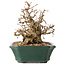 Carpinus coreana, 15 cm, ± 40 ans, en grande forme shohin, avec une écorce étonnante et sans blessures ni cicatrices, avec un nebari de 11 cm