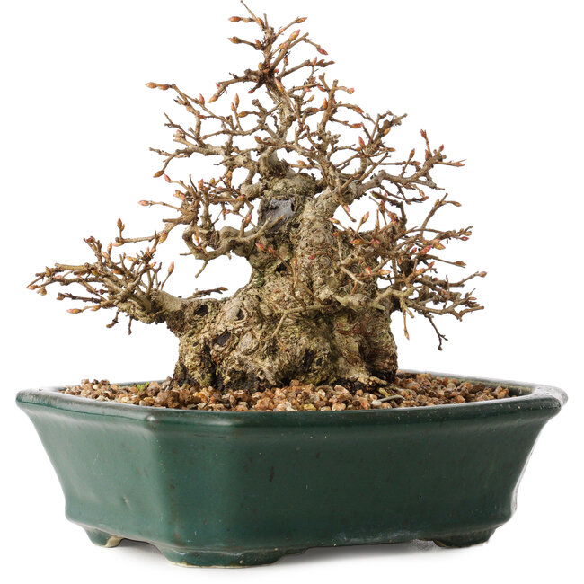 Carpinus coreana, 15 cm, ± 40 Jahre alt, in toller Shohin-Form, mit erstaunlicher Rinde und ohne Wunden und Narben, mit einem Nebari von 11 cm