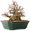 Carpinus coreana, 15 cm, ± 40 jaar oud, in een geweldige shohinvorm, met een verbazingwekkende bast en zonder wonden en littekens, met een nebari van 11 cm