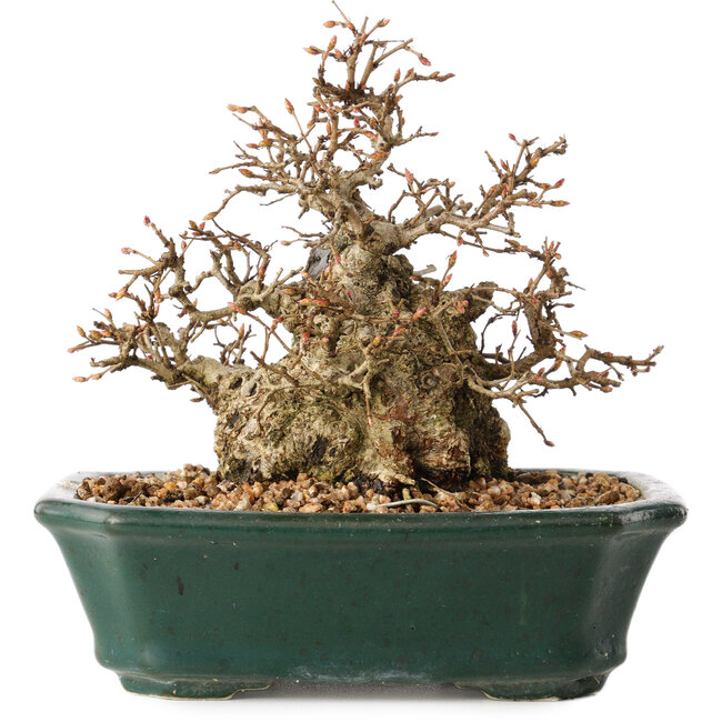 Carpinus coreana, 15 cm, ± 40 años, en gran forma de shohin, con corteza asombrosa y sin heridas ni cicatrices, con un nebari de 11 cm.