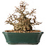 Carpinus coreana, 15 cm, ± 40 ans, en grande forme shohin, avec une écorce étonnante et sans blessures ni cicatrices, avec un nebari de 11 cm