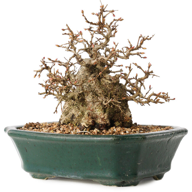 Carpinus coreana, 15 cm, ± 40 Jahre alt, in toller Shohin-Form, mit erstaunlicher Rinde und ohne Wunden und Narben, mit einem Nebari von 11 cm