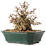 Carpinus coreana, 15 cm, ± 40 ans, en grande forme shohin, avec une écorce étonnante et sans blessures ni cicatrices, avec un nebari de 11 cm