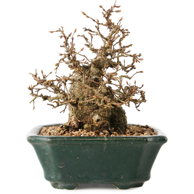 Carpinus coreana, 15 cm, ± 40 años, en gran forma de shohin, con corteza asombrosa y sin heridas ni cicatrices, con un nebari de 11 cm.