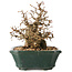 Carpinus coreana, 15 cm, ± 40 anni, in una splendida forma shohin, con corteccia sorprendente e senza ferite e cicatrici, con un nebari di 11 cm