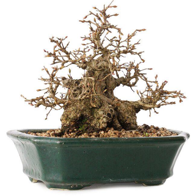 Carpinus coreana, 15 cm, ± 40 años, en gran forma de shohin, con corteza asombrosa y sin heridas ni cicatrices, con un nebari de 11 cm.