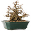 Carpinus coreana, 15 cm, ± 40 ans, en grande forme shohin, avec une écorce étonnante et sans blessures ni cicatrices, avec un nebari de 11 cm