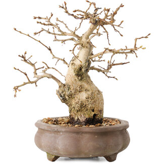 Carpinus coreana, 14 cm, ± 20 jaar oud