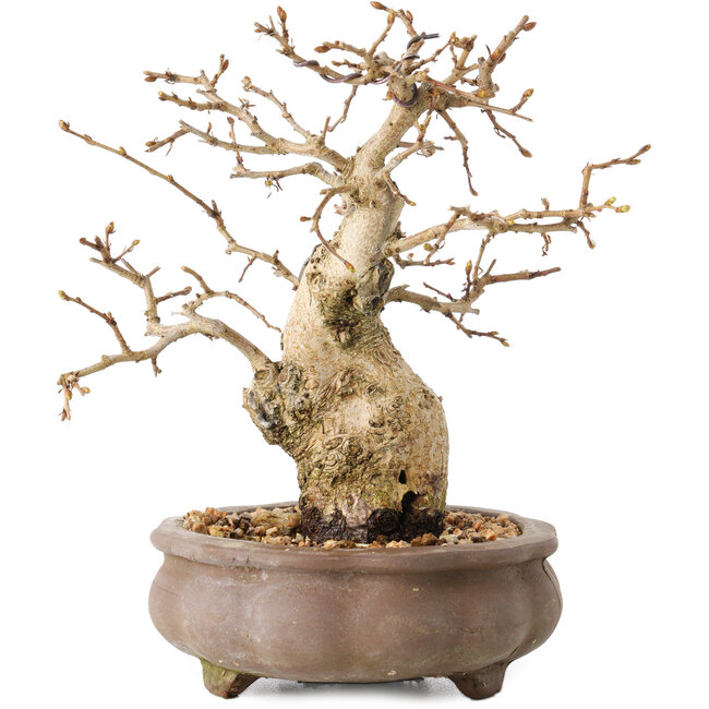 Carpinus coreana, 14 cm, ± 20 jaar oud, met een nebari van 4,5 cm