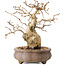Carpinus coreana, 14 cm, ± 20 years old, with a nebari of 4,5 cm
