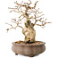 Carpinus coreana, 14 cm, ± 20 anni, con un nebari di 4,5 cm