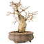 Carpinus coreana, 14 cm, ± 20 years old, with a nebari of 4,5 cm