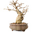Carpinus coreana, 14 cm, ± 20 jaar oud, met een nebari van 4,5 cm