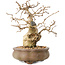 Carpinus coreana, 14 cm, ± 20 jaar oud, met een nebari van 4,5 cm