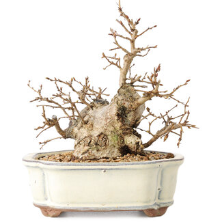 Carpinus coreana, 14 cm, ± 30 jaar oud