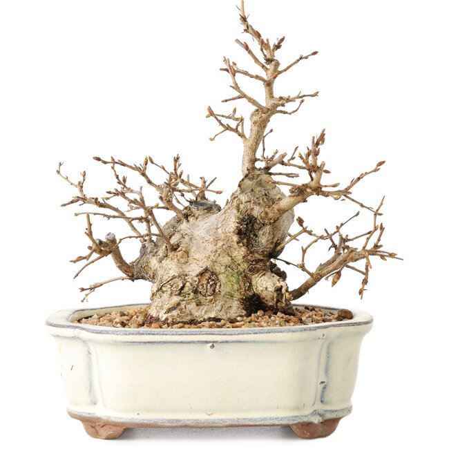 Carpinus coreana, 14 cm, ± 30 anni, con un nebari di 7 cm