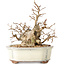Carpinus coreana, 14 cm, ± 30 anni, con un nebari di 7 cm
