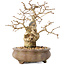 Carpinus coreana, 14 cm, ± 20 jaar oud, met een nebari van 4,5 cm