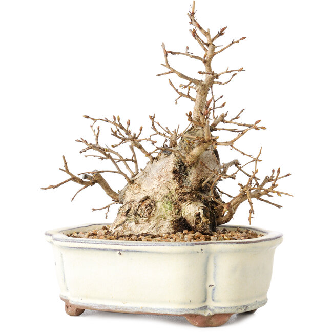 Carpinus coreana, 14 cm, ± 30 años, con un nebari de 7 cm