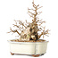 Carpinus coreana, 14 cm, ± 30 jaar oud, met een nebari van 7 cm