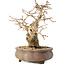 Carpinus coreana, 14 cm, ± 20 jaar oud, met een nebari van 4,5 cm