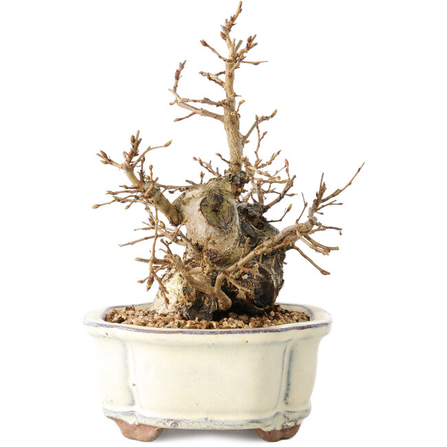 Carpinus coreana, 14 cm, ± 30 jaar oud, met een nebari van 7 cm