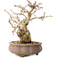 Carpinus coreana, 14 cm, ± 20 jaar oud, met een nebari van 4,5 cm