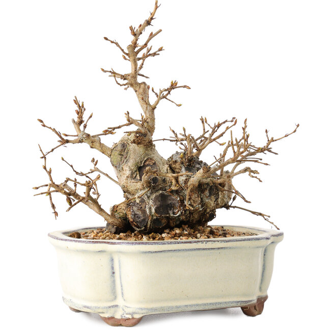 Carpinus coreana, 14 cm, ± 30 years old, with a nebari of 7 cm