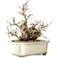 Carpinus coreana, 14 cm, ± 30 anni, con un nebari di 7 cm