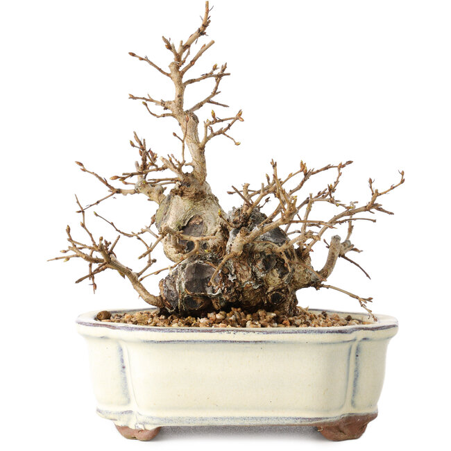 Carpinus coreana, 14 cm, ± 30 anni, con un nebari di 7 cm