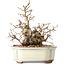 Carpinus coreana, 14 cm, ± 30 anni, con un nebari di 7 cm