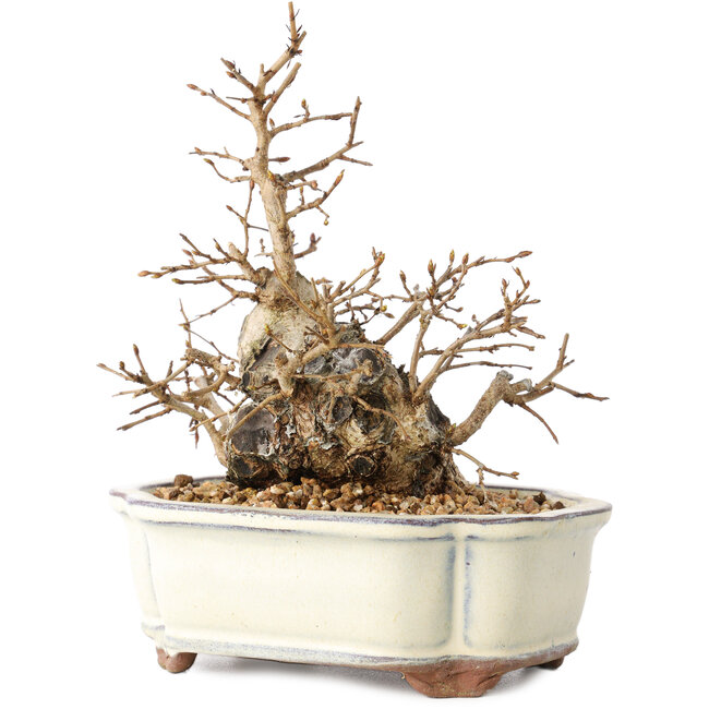 Carpinus coreana, 14 cm, ± 30 jaar oud, met een nebari van 7 cm