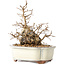 Carpinus coreana, 14 cm, ± 30 anni, con un nebari di 7 cm