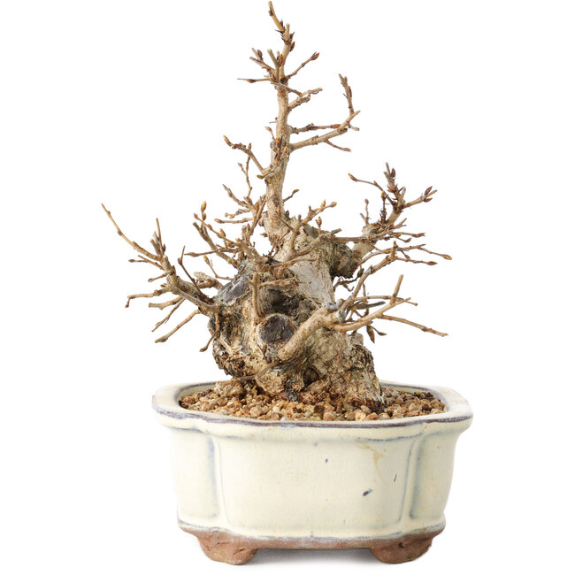Carpinus coreana, 14 cm, ± 30 ans, avec un nebari de 7 cm