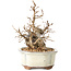 Carpinus coreana, 14 cm, ± 30 anni, con un nebari di 7 cm