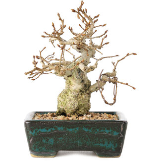 Carpinus coreana, 13 cm, ± 30 jaar oud