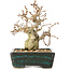 Carpinus coreana, 13 cm, ± 30 ans, avec un nebari de 4 cm