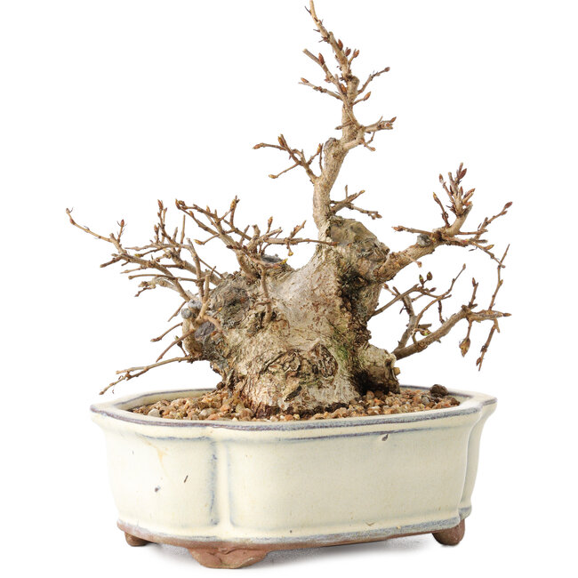 Carpinus coreana, 14 cm, ± 30 años, con un nebari de 7 cm