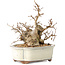 Carpinus coreana, 14 cm, ± 30 years old, with a nebari of 7 cm