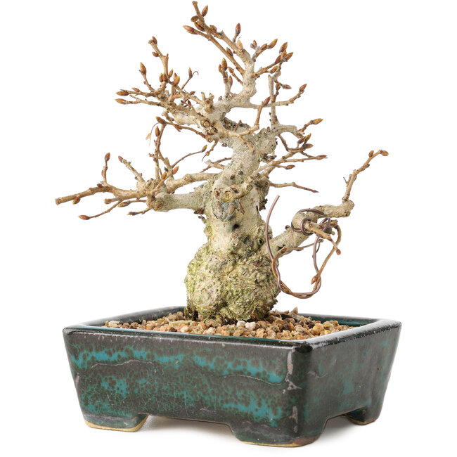Carpinus coreana, 13 cm, ± 30 años, con un nebari de 4 cm