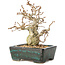 Carpinus coreana, 13 cm, ± 30 ans, avec un nebari de 4 cm